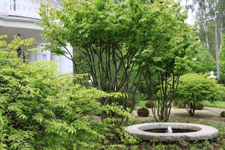 Krzewy ozdobne - fontanna ogrodowa