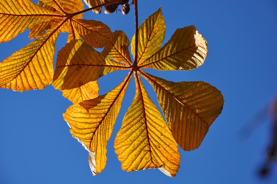 liść zdrowego kasztanowca jesienią