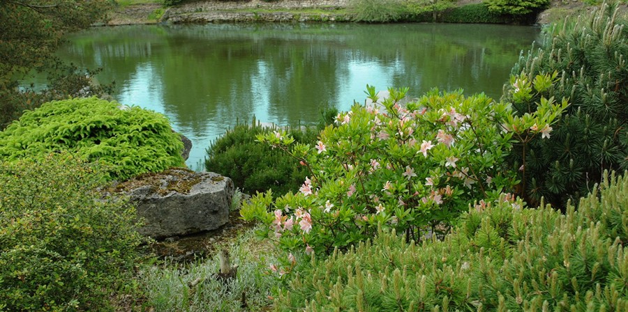 Wodny ogród w naturalnej ekspozycji