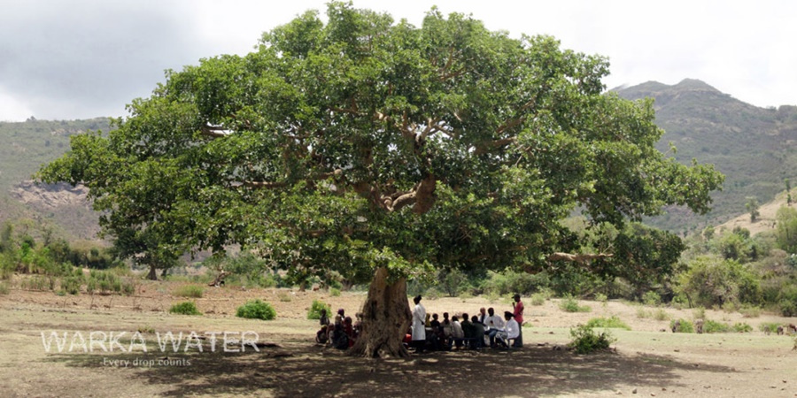 Warka Tree - święte drzewo Etiopii dające zbawienny cień