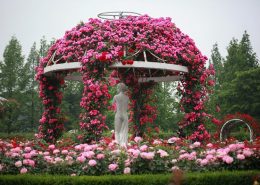 Altana ogrodowa obrośnięta różami
