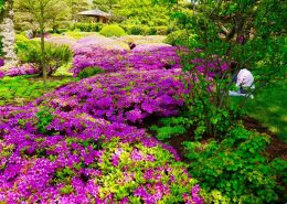 Fioletowe kwiaty niskopienne w ogrodzie