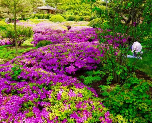 Fioletowe kwiaty niskopienne w ogrodzie