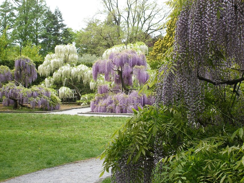 Kwitnące wisterie w formie drzew