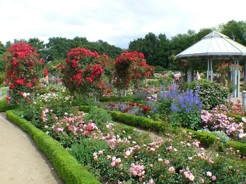 Różane aleje w antycznym ogrodzie