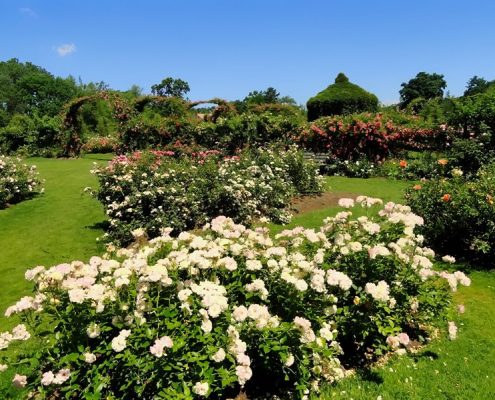 Różane krzewy w ziolnym ogrodzie